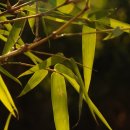 죽림1로 이미지