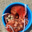 월하성어촌체험마을 | 서천여행 서천 가볼만한곳 조개잡이 갯벌체험 준비물 월하성 어촌체험마을