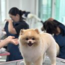 애견미용사 3급 자격증 과정 1 이미지