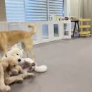 해운대도그워커 이미지