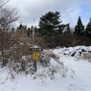 관음사의 왕벚나무자생지 이미지