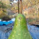 도사리 여주 꿀 농장 이미지