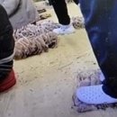 영덕수산물건조 이미지