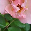 오늘도 맑개 이미지