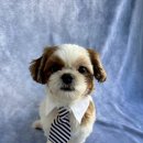 모여라댕댕이 이미지