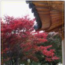 호암 미술관의 아름다운 가을 이미지