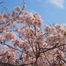 한옥마을 자전거대여소 하천 공중화장실 | 전주 벚꽃 축제 및 전주 벚꽃 명소, 벚꽃 개화시기 🌺2025년 전주 벚꽃 최신 명소🌺