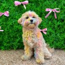 글로리 애견 유치원 | [ 청라 / 인천 ] 글로리퍼피 | 강아지 애견 유치원 &amp; 미용 찐 후기