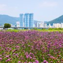 대저생태공원 이미지