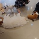 다독다독애견카페 이미지