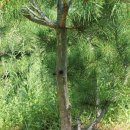 백송 농장 이미지