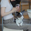 미자애견 | [고성] 고성 당일치기, 천진항 애견동반맛집 &#34;슬로우댄스&#34;