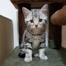 제일 미 헤어 이미지