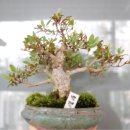 기리시마 이미지