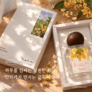 달콤한향기 | 금목서향 향수 후기 달콤한 금목서나무 향기