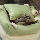 사랑애완동물병원 이미지