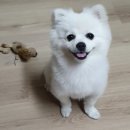 지니펫살롱 이미지