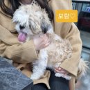 뉴욕도그랜드 이미지