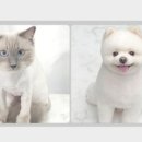 푸미미용실 네이버블로그