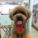 둥글개 둥글개 이미지