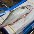 유통 | 수협 강서수산시장 대방어 맛집 | 유진유통 횟집 솔직후기