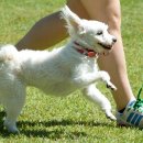 동물의 왕국 이미지