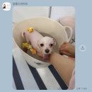 살롱드미미즈 이미지