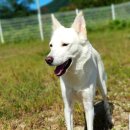 진이애견 이미지