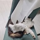 베이직 바디