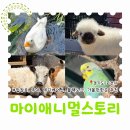 간선-48 | 포천 마이애니멀스토리 입장료 블랙노즈 테디베어소 등 먹이주기 가볼만한곳 추천