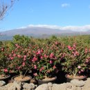 디아일랜드블루호텔 이미지