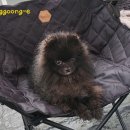 F73 | [애견동반캠핑장] 포천 캠핑플래닛