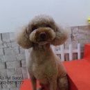 아지펫살롱 이미지