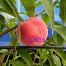 다복농장 이미지