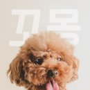 백돌스냅