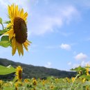 초천1리 이미지