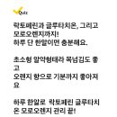 240525 - 글루타치온 이미지