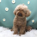 하리애견 이미지