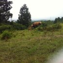 강민목장 이미지