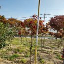 목천농장 이미지