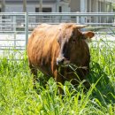 안악축산 이미지