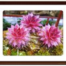 진부농장 이미지