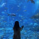 주식회사 우림 | 부산 해운대 아쿠아리움 입장권 예매 여행특공대 티켓 할인