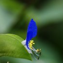 약초랑 닭이랑 이미지