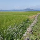 ㈜청보리 이미지