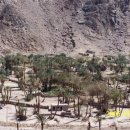 대추나무 이미지