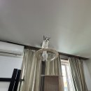 라마지샤 이미지