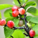 184..2025년 8월 6일 ( ﻿과민성대장증후군 현대인 10~15% 불편 겪어 유산균 음료 증상완화 도움 이미지