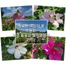 정숙한 여인의 부용화 이미지
