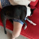 고당쫄면 이미지